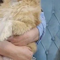 سگ آشپیز