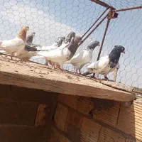 بله کفتربازیکن