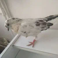 کبوتر نر زیبا و سرحال