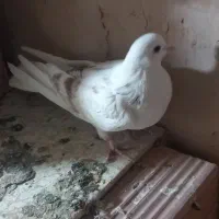 ماده