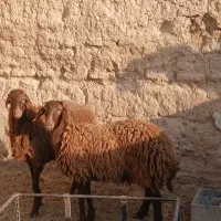 دو راس بره