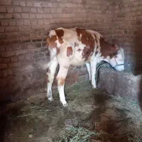 گاو|حیوانات مزرعه|بیرانوند, |دیوار