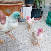 جوجه ۵۰ روزه