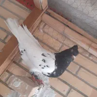 کله سیا ماده