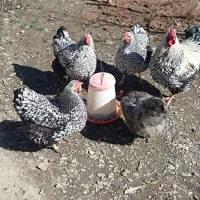 تخم نطفه دار ویاندوت سیلور