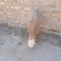 یک عدد بره نر