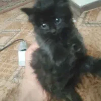 بچه گربه