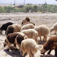 دوتا بره نر ماده 38م