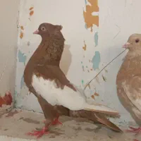 نرو ماده سینه