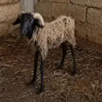 خروف اصیل