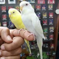 جفت مرغ عشق دستی چشم خرگوشی شرابی رنگ