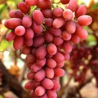 انواع نهال انگور خاص و کمیاب در شیراز