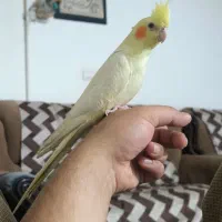 عروس هلندی گمشده