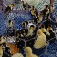 فروش همه روزه عمده خرده تعداد بالا انواع پرندگان