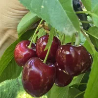 گیلاس تک دانه درجه ۱