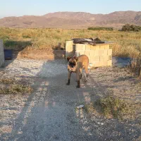 سگ سرابی ماده ۴ ساله برای توله کشی خیلی خوبه