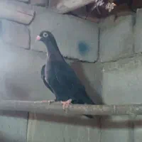 جوجه ساده اصلی اماده