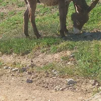 خر نر