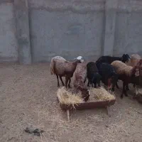 میش کار افشار سرخ