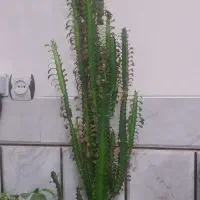 افوربیا قرمز