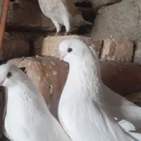 اسباب بازی جفت نر قنار