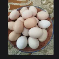تخم مرغ