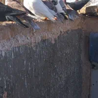 9 عدد گرفتنی