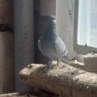 تعدادی کبوتر کفتر