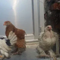 جوجه برهما سلطان