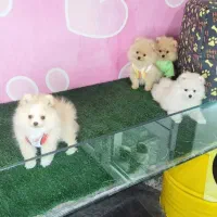 توله پودل کراس