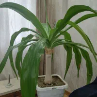 گل عنکبوبتی