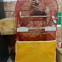 عروس هلندی