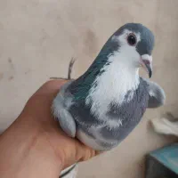 کبوتر گچی