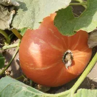 کدو قرمز