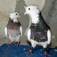کبوتر طوقی