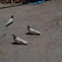 سه عددکله ای خوب
