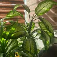 گل طبیعی دیفن باخیا