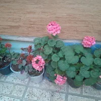 گلهای طبیعی