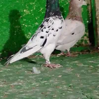 سرور کاکلی
