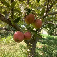خرید وفروش، رهن واجاره املاک خود را به ما بسپارید