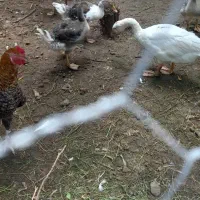 غاز محلی