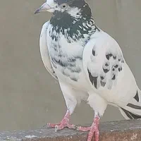 ی تعداد کبوتر پاکستانی و ایرانی ب شرط