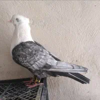 پرنده
