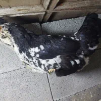 بوقلمون و مرغ گلین سپیدان