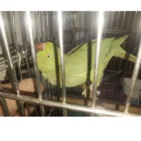 ماده ملنگو اماده