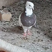 دوعدد کبوتر طوقی هفت رنگ