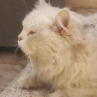 گربه پرشین 1 سال و نیمه همراه با وسایل 5میلیون