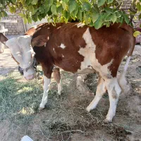 کوت عبدالله