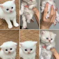 گربه های اسکاتیش شورت هیر و لانگ هیر