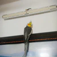 عروس هلندی با 4 جوجه